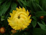 Bracteantha Dreamtime (Paper Daisy) 